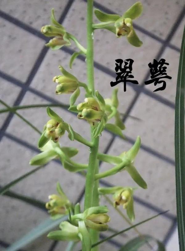 為什麼很多人養花養不活