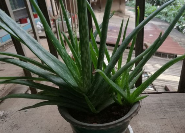 7種“養生花”，漂亮又好養，家中養一盆，食用價值高