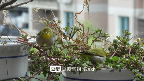 蘋果爛了不要扔 放陽臺上招小鳥 隔壁的小鳥都饞哭了