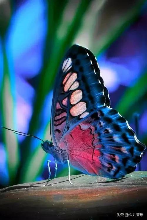 世界上最美麗的蝴蝶