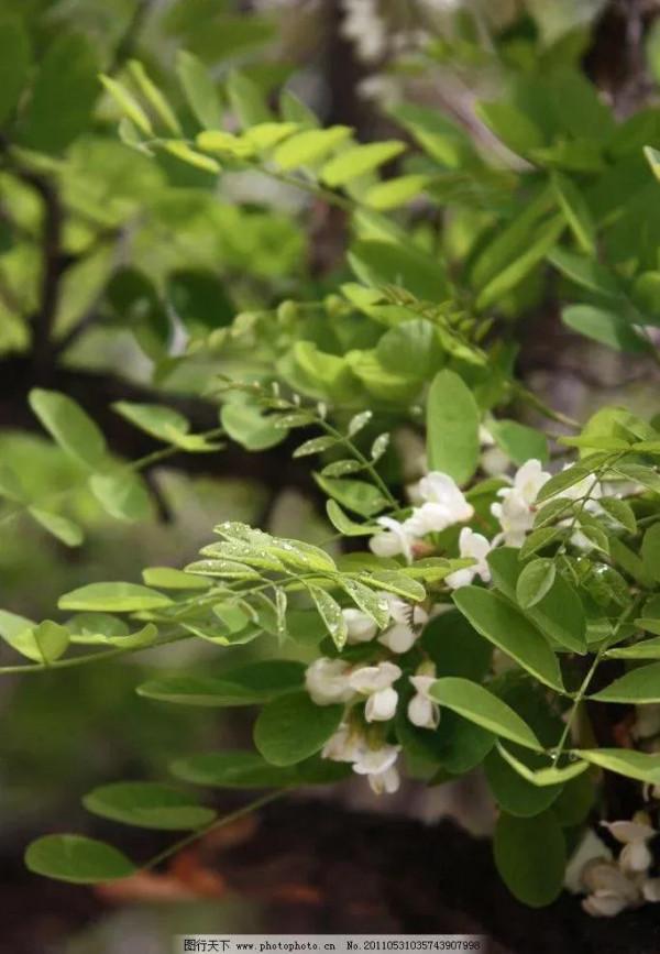 古人是怎樣刷牙的?他們有牙膏嗎? 古人是怎樣刷牙的?他們有牙膏嗎?