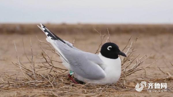 黃河好聲音|白鵜鶘夫妻的旅行日記 黃河好聲音|白鵜鶘夫妻的旅行日記