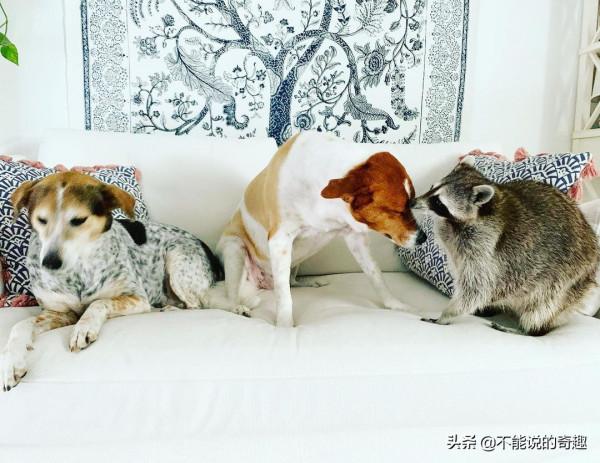 樹上掉下浣熊寶寶,她接納小生命成為家人,見證了一段奇妙的友誼 樹上掉下浣熊寶寶,她接納小生命成為家人,見證了一段奇妙的友誼