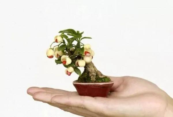 精美的袖珍盆景 精美的袖珍盆景