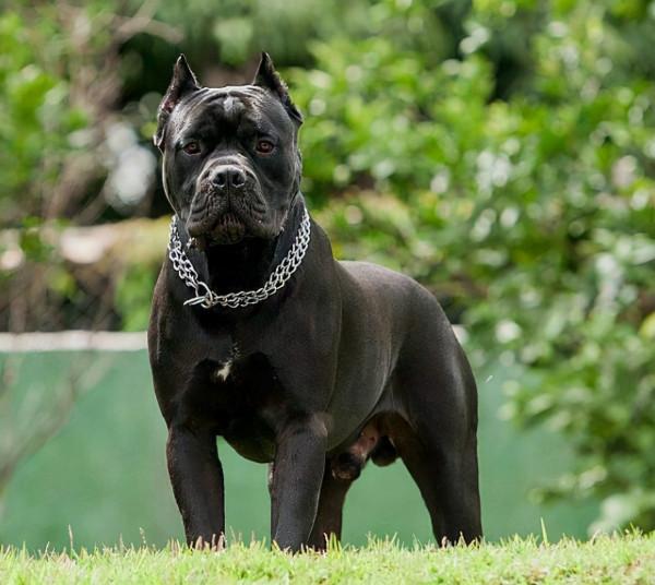 “把主人的命令當聖旨”的幾種狗，你更喜歡哪一種？