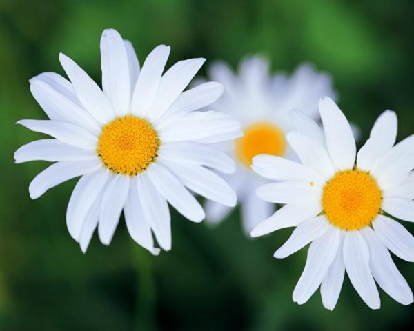 具有茼蒿味道的菊花蓬蒿菊