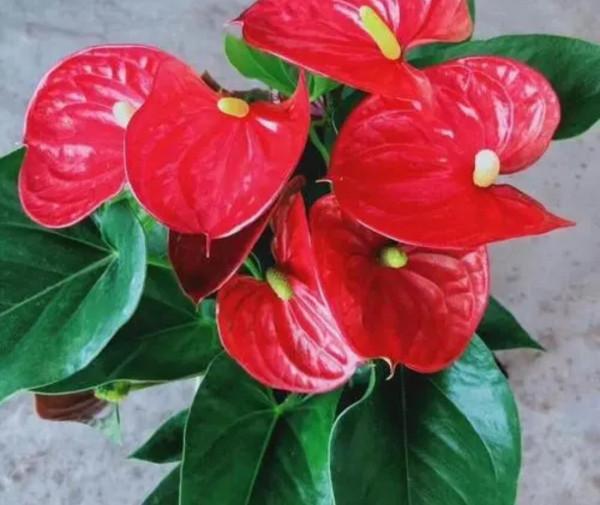 6種花“很怕曬”，光照太強容易黃葉枯萎，難怪養不好