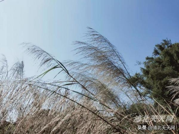 今天，浦北一掃多日的陰涼天氣，終於都迎來了藍天麗日
