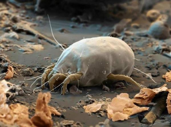 掃地機、吸塵器、蒸汽拖把……這個國慶節偷個懶