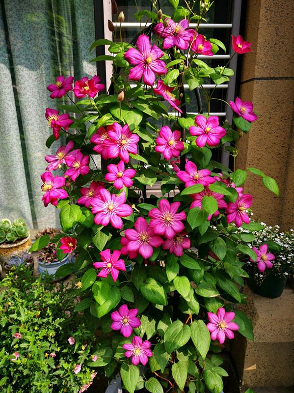 100種常見植物圖鑑,出門識花不再難,適合給小孩子做科普範文 100種常見植物圖鑑,出門識花不再難,適合給小孩子做科普範文