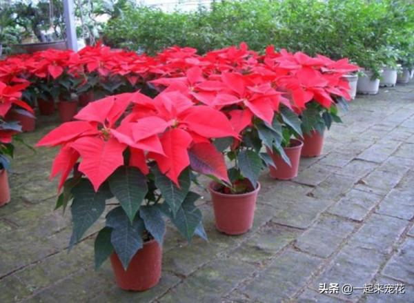盤點十款有毒花，再喜歡也別養在家裡，你家養過幾種？