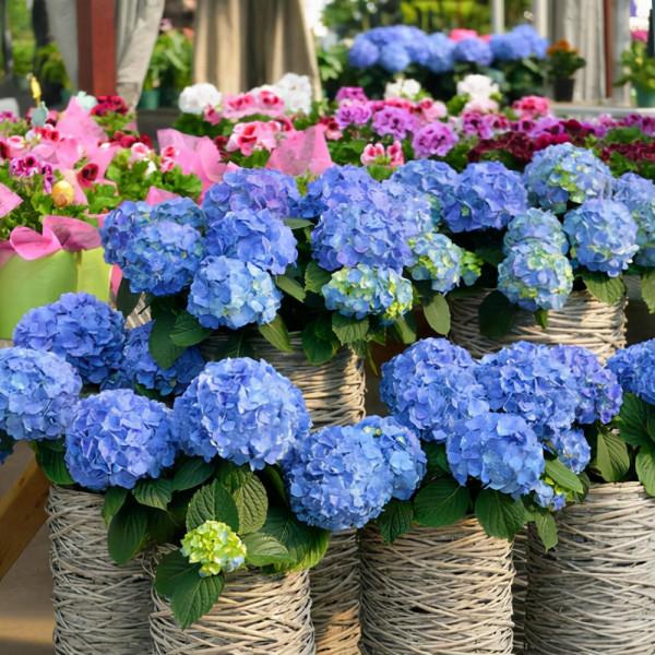 想要繡球花開出夢幻的藍色花球，現在就要開始調藍了