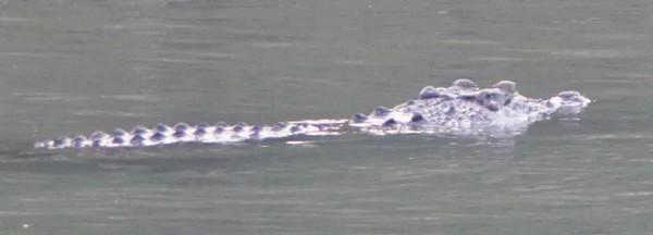 鱷魚好圖大雜燴 鱷魚好圖大雜燴