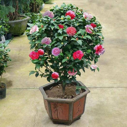 鄰居大爺有遠見,冬天養“3種漂亮花”,春節開花很美,寓意又好 鄰居大爺有遠見,冬天養“3種漂亮花”,春節開花很美,寓意又好