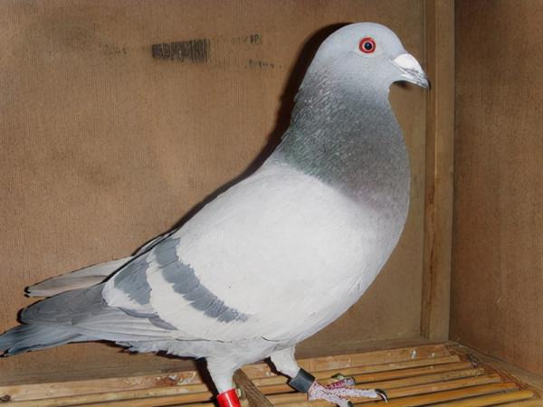 賽鴿賽前是否餵食,如何餵食,主要考慮這幾點 賽鴿賽前是否餵食,如何餵食,主要考慮這幾點