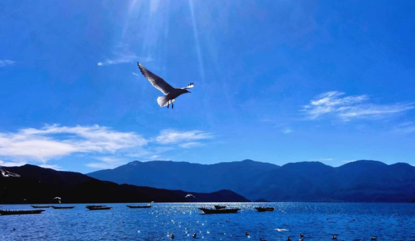 快來，瀘沽湖的冬日精靈，想和你交個朋友！