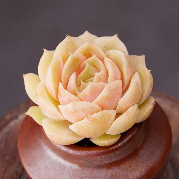 昂斯諾多肉不好出狀態？做好5點後，美的像小仙女