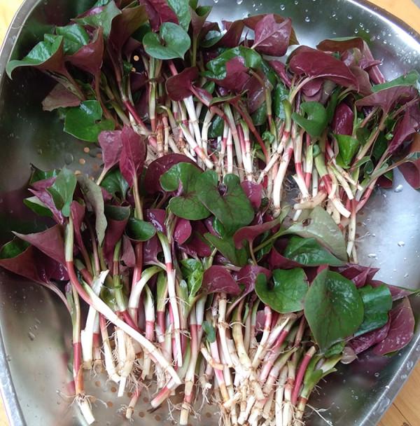 冬日裡的7種“野菜”,以前漫山遍野都是,現在也還是美味佳餚 冬日裡的7種“野菜”,以前漫山遍野都是,現在也還是美味佳餚