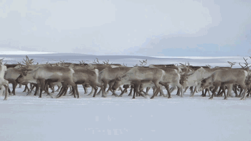 世界上最寒冷的村莊，最低溫度-71.2℃，為何村民們不願意離開？