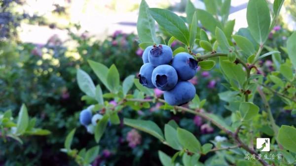 科普 | 對眼睛最好的 4 種食物,你知道嗎? 科普 | 對眼睛最好的 4 種食物,你知道嗎?