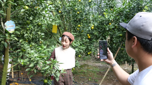 德慶四個貢柑認養基地現場直播果樹生長情況 保障認養者消費權益