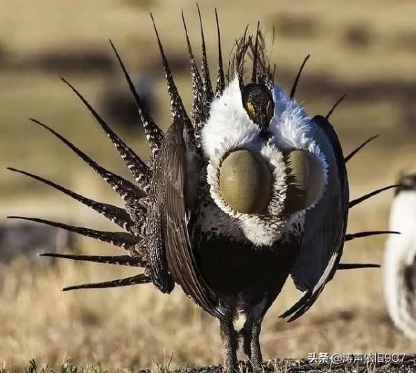 分享—奇特的動物(一) 分享—奇特的動物(一)