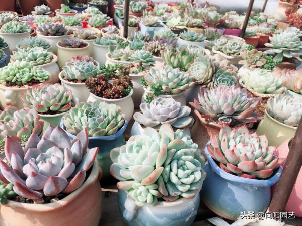 選多肉,這4個品種很不錯,適合新手入手,容易養護不爛根 選多肉,這4個品種很不錯,適合新手入手,容易養護不爛根