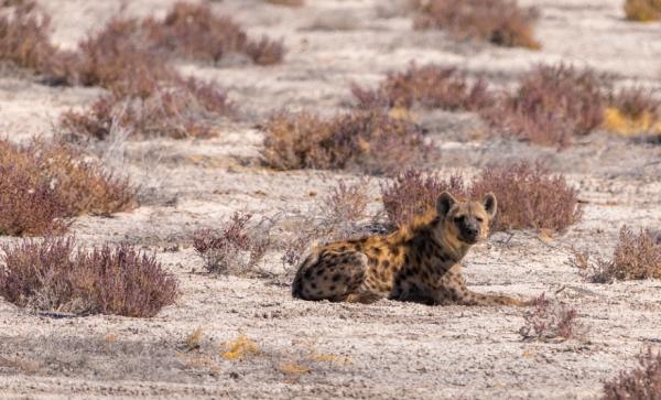 鬣狗愛乾淨?事實上關於鬣狗的這些傳聞都不真實,它們也不是犬科 鬣狗愛乾淨?事實上關於鬣狗的這些傳聞都不真實,它們也不是犬科