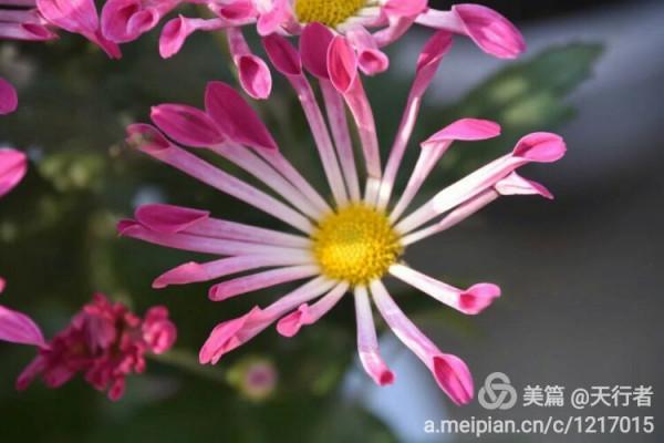 待得菊開時,誰曉其中味?——歷史上的詠菊詩 待得菊開時,誰曉其中味?——歷史上的詠菊詩