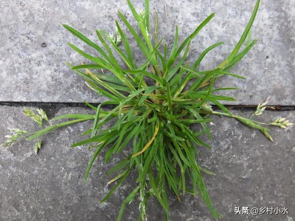 牛筋草殺不死？試試這個“黃金配方”，有效解決除草難題