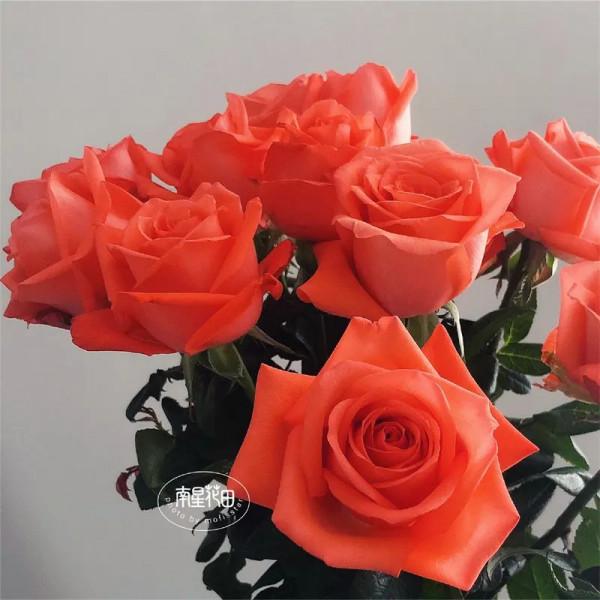 影星玫瑰 · 花堅強