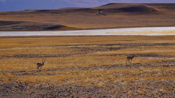 穿越西藏阿里中線,地上只有車轍印,這種路就是轎車能力的極限 穿越西藏阿里中線,地上只有車轍印,這種路就是轎車能力的極限