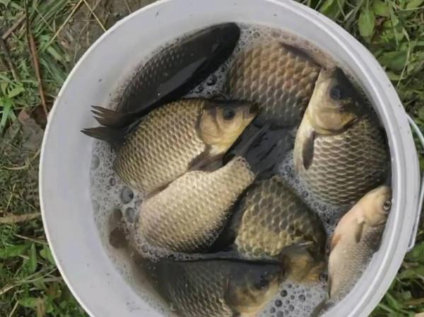 適合新手使用魚竿盤點，好用價效比高，20斤無壓力