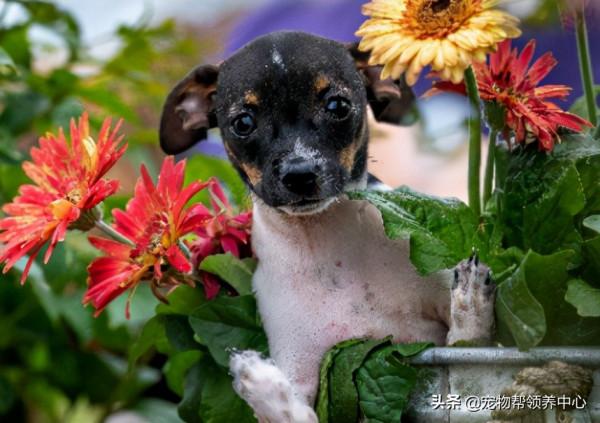 罕見畸形狗狗，許多獸醫沒把握，直到遇見他們，竟真有奇蹟