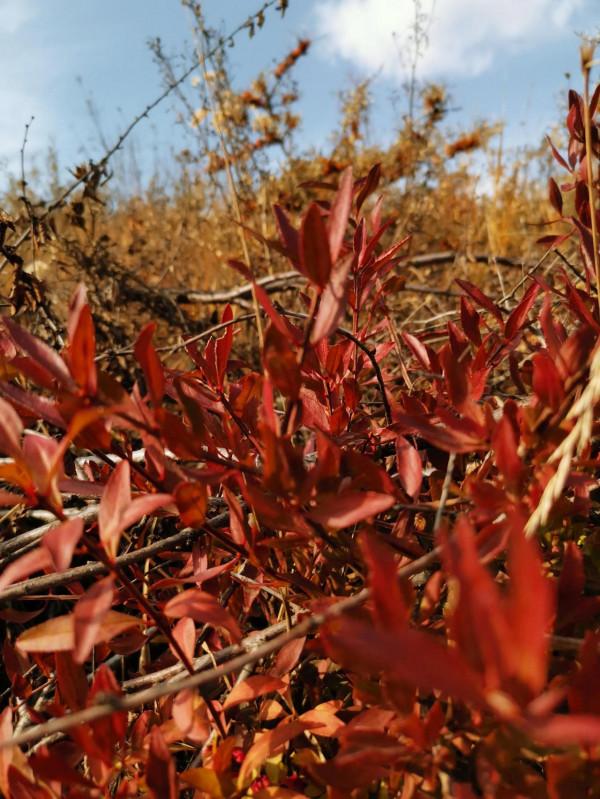 宣化紅一師老戰友遊走大明宣府青邊口，晚秋景色亦迷人