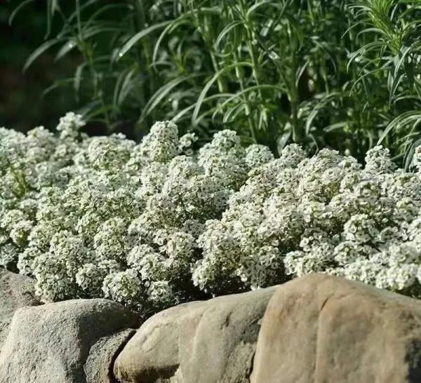 每年都搶著買的香雪球，種在花園裡引人駐足，流連忘返