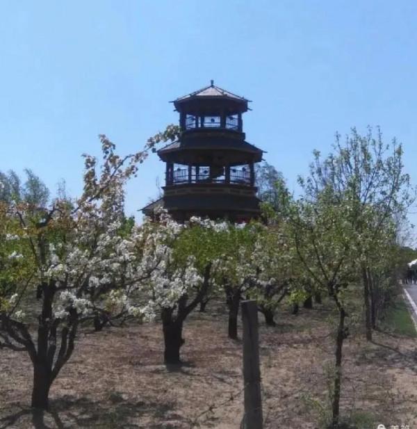 鐵兵遊記｜永定河畔萬畝梨花香雪海