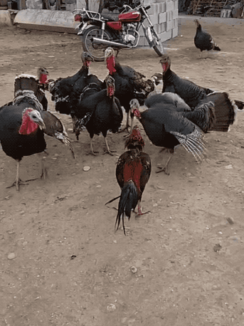 20張活久未見的照片,一隻公雞PK7只火雞,這氣場太霸氣了 20張活久未見的照片,一隻公雞PK7只火雞,這氣場太霸氣了