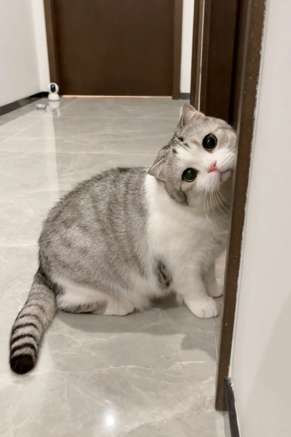 家裡有貓和沒貓有什麼區別? 家裡有貓和沒貓有什麼區別?