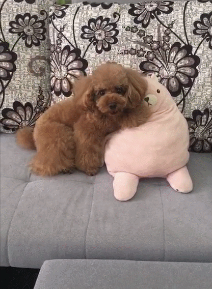 這3種狗是“養狗首選”，不僅便宜還好養活