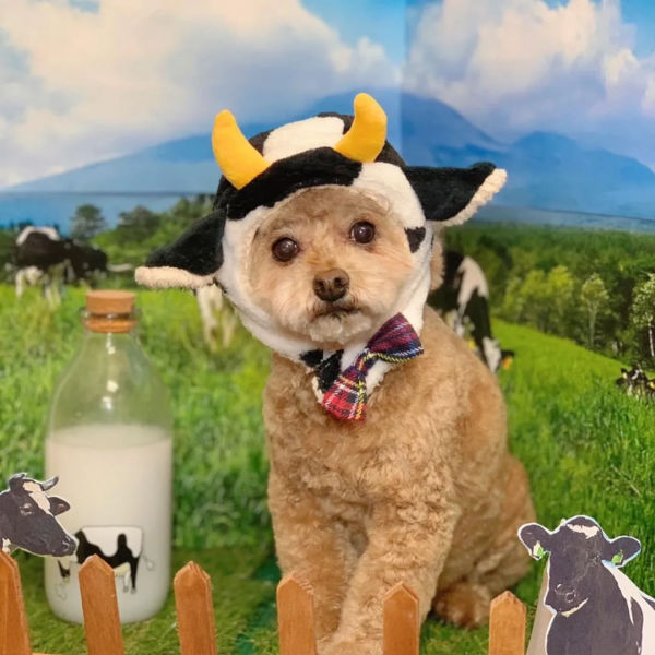 關於牛,全都是好看的 關於牛,全都是好看的