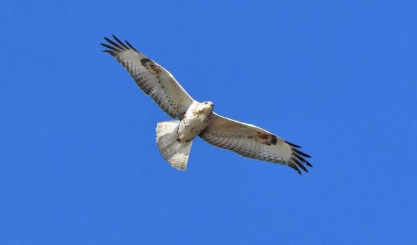 今天宛平湖拍鳥的小小收穫與朋友分享