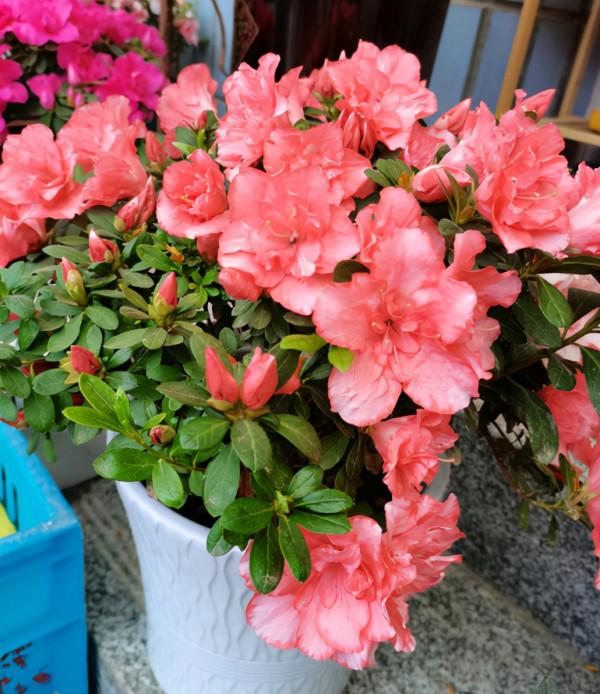 秋季購買杜鵑都是滿頭花苞,做好這幾步,讓它全開放 秋季購買杜鵑都是滿頭花苞,做好這幾步,讓它全開放