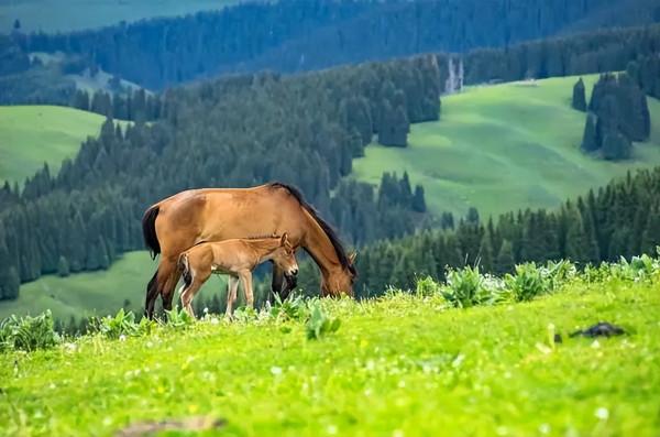 中國最美的9大草原，一輛車，三五好友，就可以馳騁在草原上