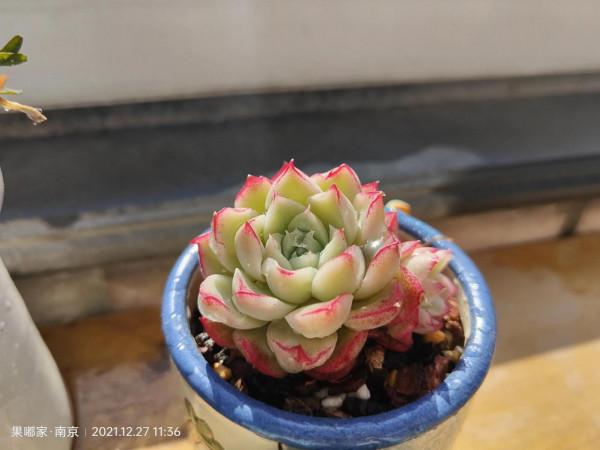 花園，美肉，怎可缺席