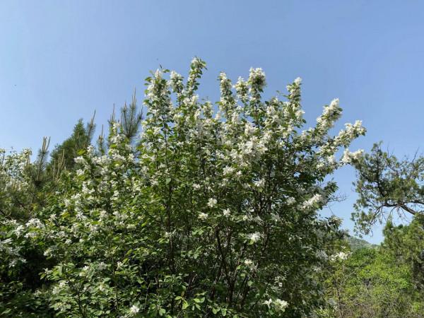 大美秦嶺之春到小五臺