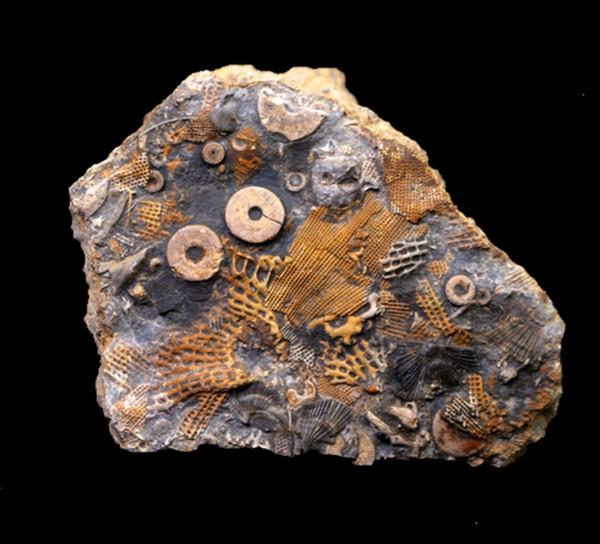 3億年前的&OpenCurlyDoubleQuote;螺絲&rdquo;鑲嵌在石塊中，就此揭開一個史前的巔峰時代