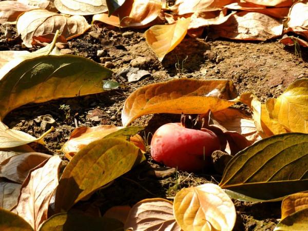 柿子提前變紅和脫落現象越來越嚴重，6大原因，7種預防措施