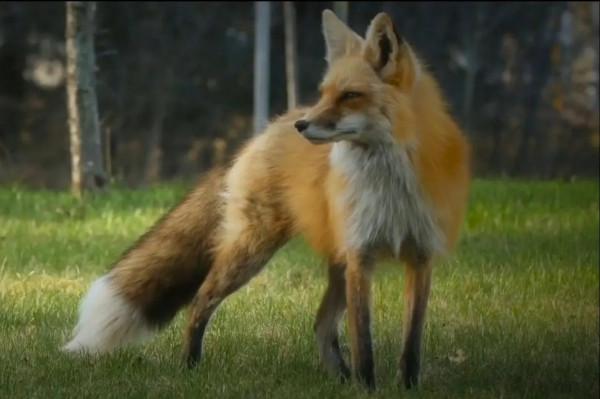 鬼怪奇談:狐仙篇 鬼怪奇談:狐仙篇