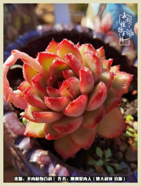 多肉變胖純屬正常,我的變胖卻是工傷 多肉變胖純屬正常,我的變胖卻是工傷